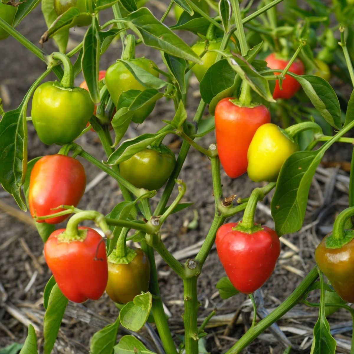 Capsicum- Mini Bell Mix